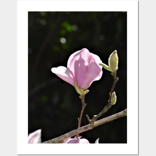 Pink Tulip Magnolia Bloom and Buds Posters and Art